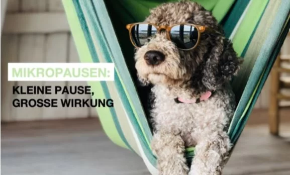 Ein Hund mit Sonnenbrille liegt in einer Hängematte und macht eine Mikropause. 